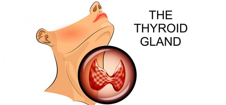Your Thyroid Gland: Small but Mighty